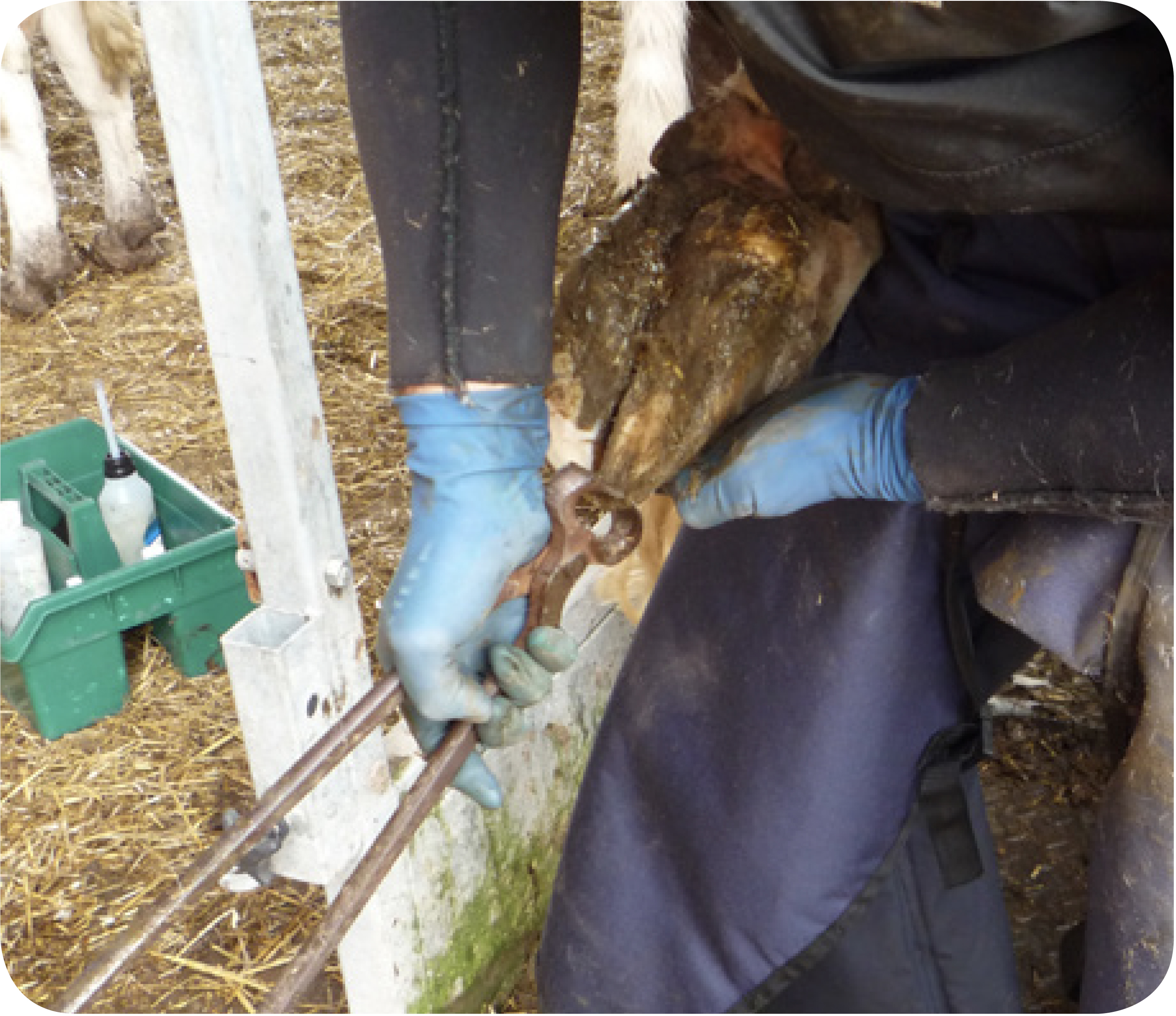 Trimming a cow's foot using the five step Dutch method